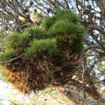 Pinus silvestris con b1 | Asociación Gardatxo Elkarteaola Escoba de brujas en la monja, Larraga