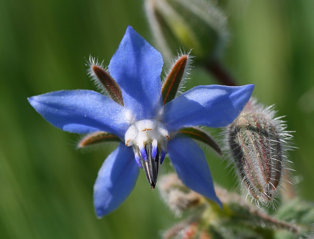 Borraja – Borago officinalis (L.) sp. Pl. 1753, flor de