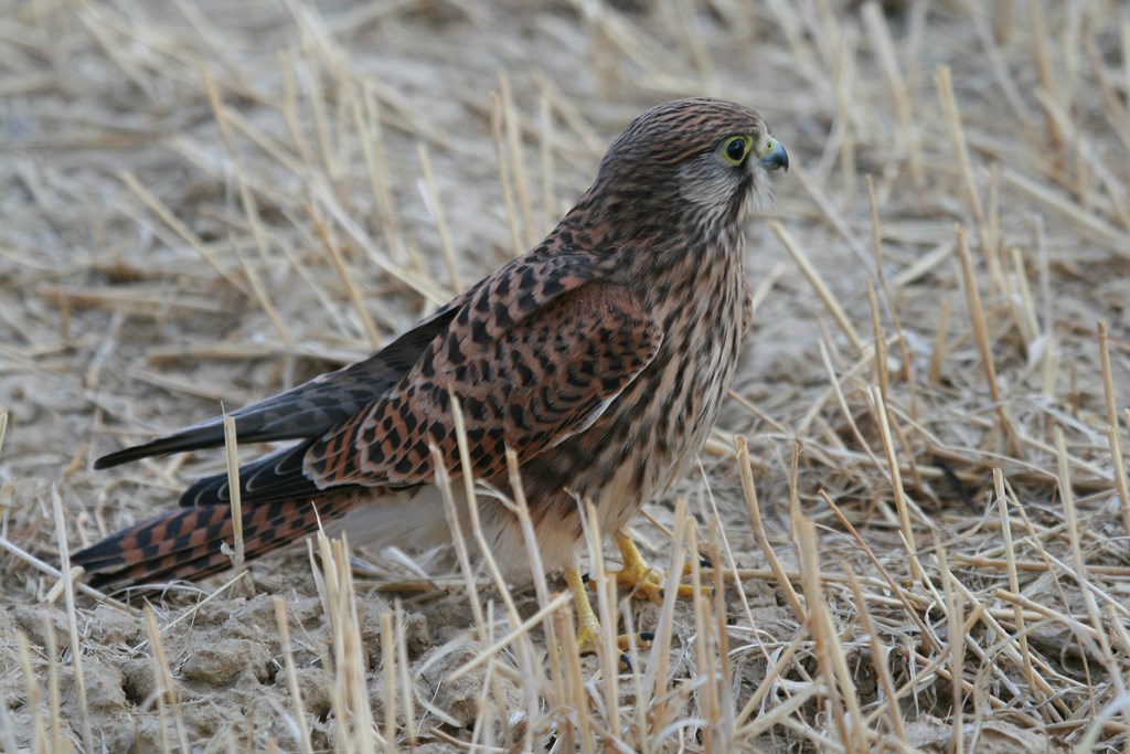 Cernícalo vulgar – Falco tinnunculus (Linnaeus 1758)