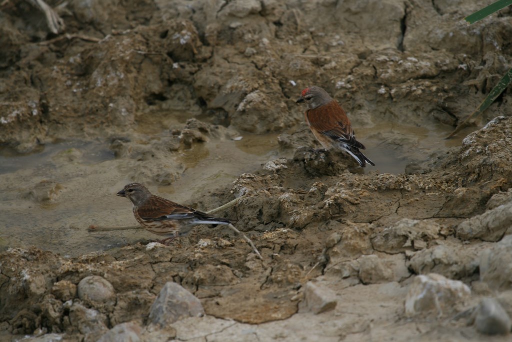 Pardillo común – Carduelis cannavina (Linnaeus 1758) pareja