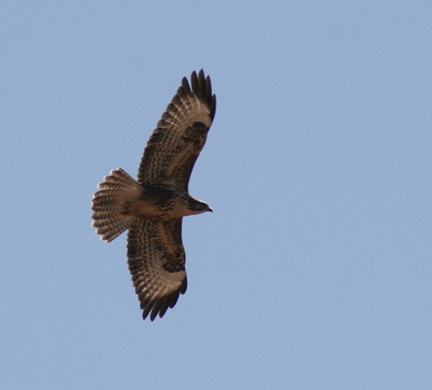 Ratonero común - Buteo buteo (Linnaeus 1758) - Asociación Gardatxo Elkartea