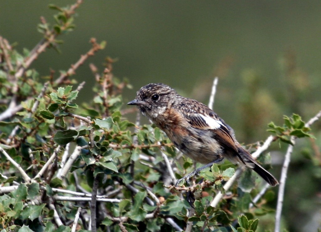 Tarabilla común – Pitxartxar burubeltza – Saxicola rubicola (Linnaeus 1766), macho juvenil