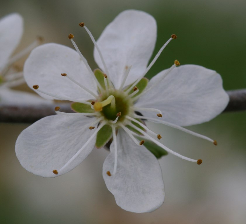 Pacharán – endrina -Prunus spinosa-, flor de