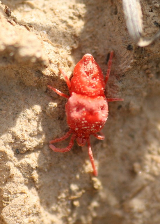Acaro rojo aterciopelado – Trombidium holosericeum (L. 1758)