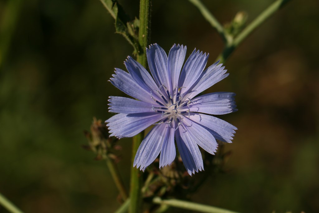 Achicoria común, Amargón – Cichorium intybus L. 1753, flor de