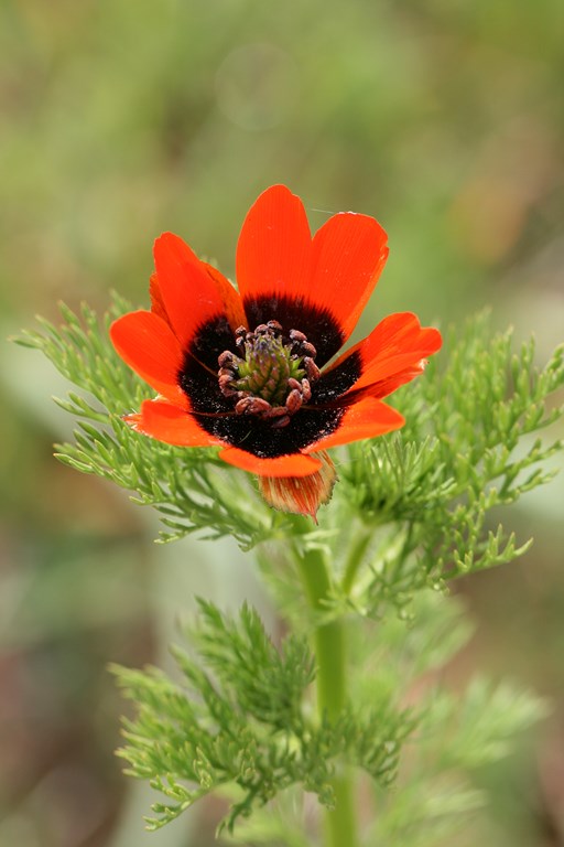 Adonis – Ranunculacea, flor de