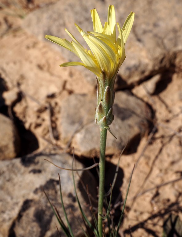 Alcachofa – Scorzonera angustifolia (L. 1753), flor de