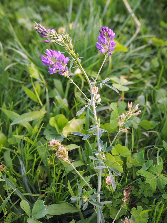 Alfalfa, Medicago sativa (L. 1753), flor de