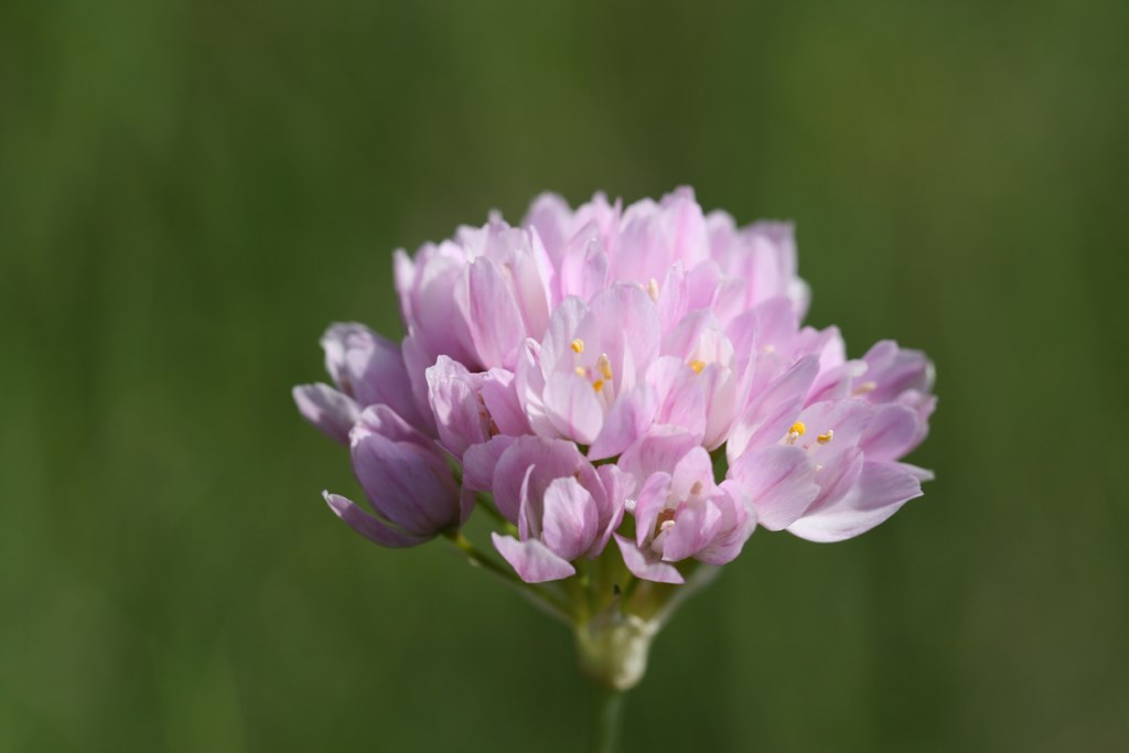 Allium roseum L. (Liliaceae)., flor de