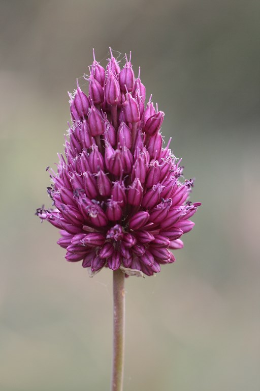Allium sphaerocephalon L. (Liliaceae), flor de