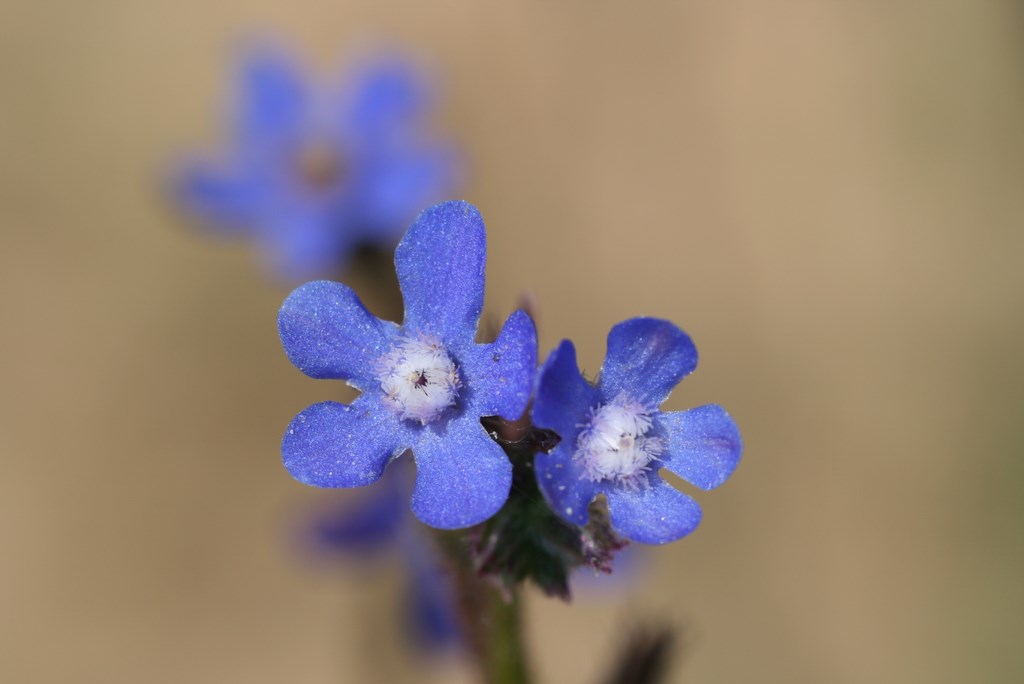 Anchusa italica -Boraginacea, flor de