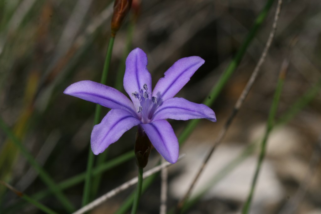 Aphyllantes monspeliensis L., flor de