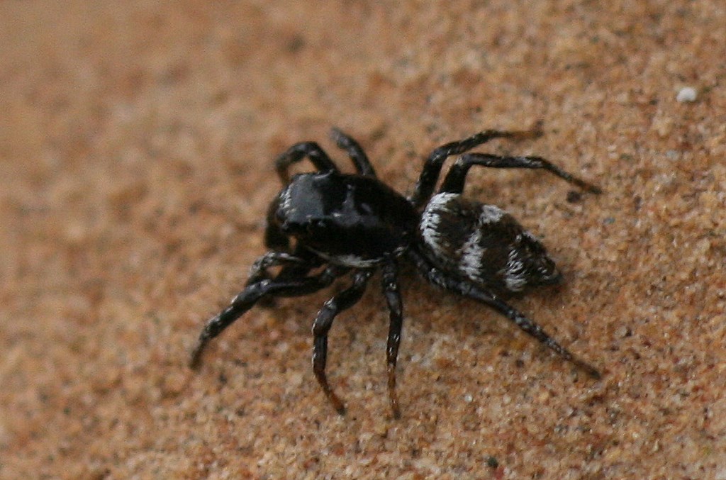 Araña Cebra - saltadora - Araneus salticus scenicus (Clerck 1757 ...