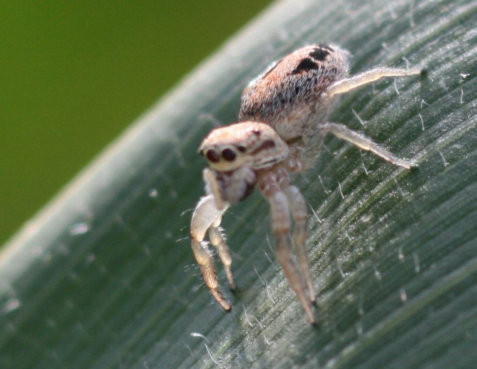 Araña Saltadora - Icius cf. hamatus, hembra familia Salticidae ...