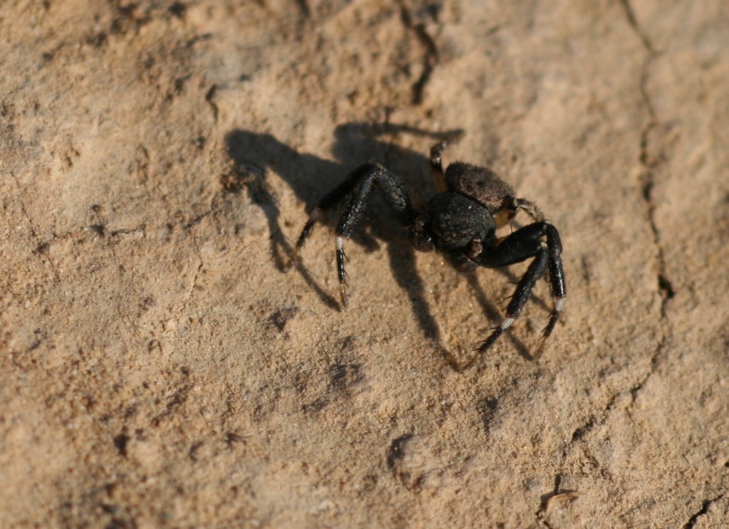Araña Cangrejo de tierra, Xysticus sp. (Koch, C.L., 1835)
