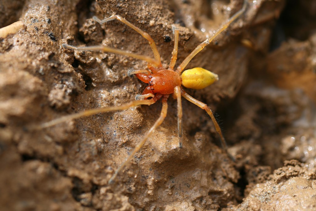Araña Cheiracanthium sp., macho