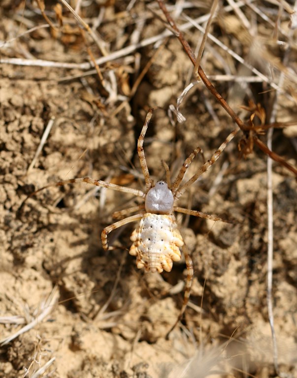 Araña Loba – Argiope lobata, hembra