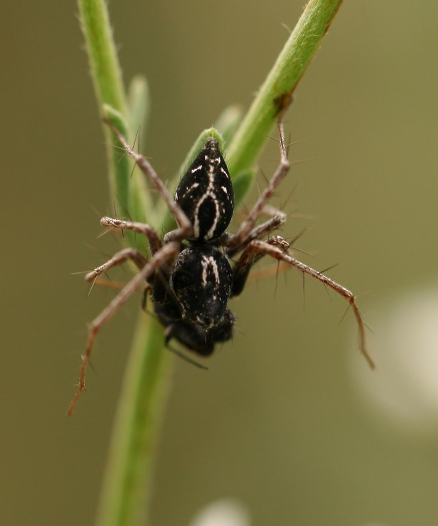 Araña Oxyopes sp. – Oxyopidae – macho (Letreille 1804)