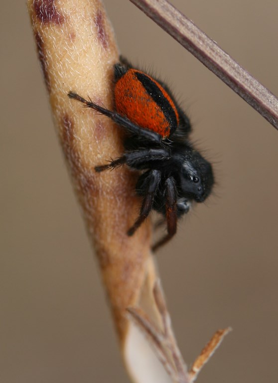 Araña Philaeus cf. chrysops (Poda 1761) -fam. Salticidae