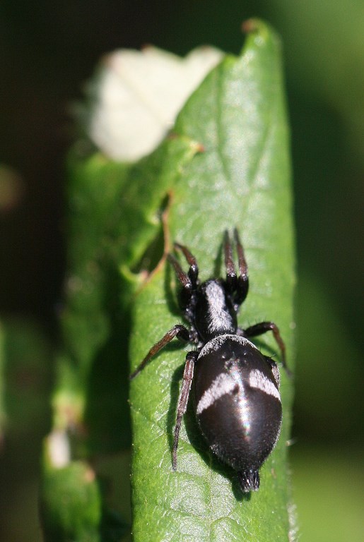 Araña Poecilochroa conspicua (actuálmente Kishidaia conspicua) fam. Gnaphosidae (Koch L. 1866)