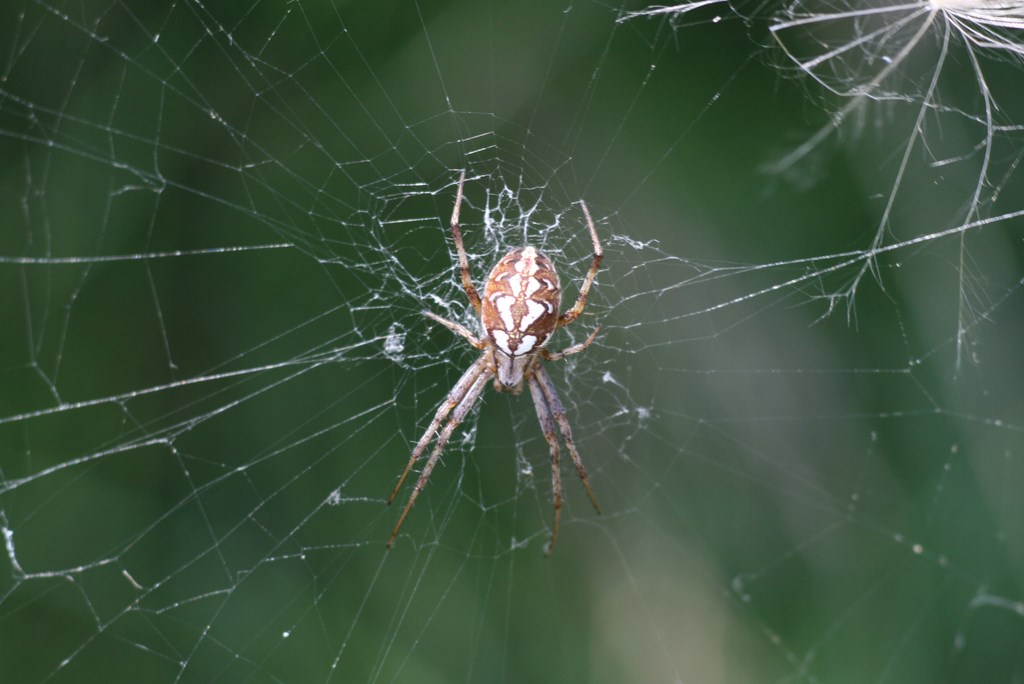 Araña de Hoja de Roble – Araneus Ceropegius