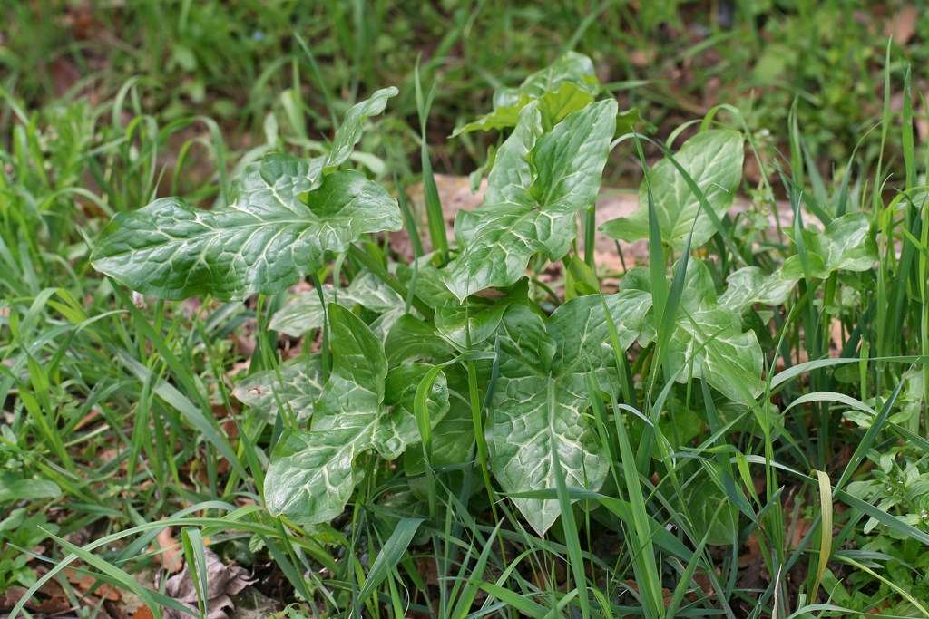 Arum italicum – Araceae