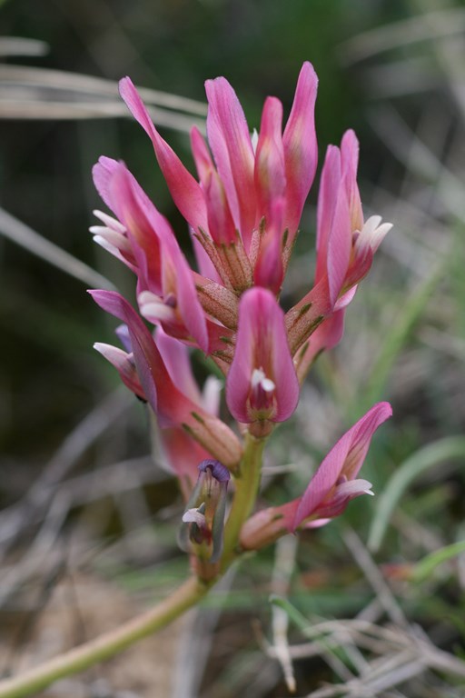 Astragalus – A. incanus L.-Leguminoseae-, flor de