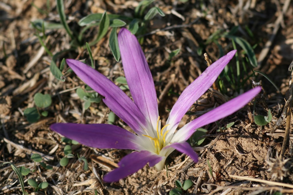 Azafrán silvestre,  Merendera, Cólchico – Colchicum autumnale, Montana (Loefl. ex L.) Lange, flor de