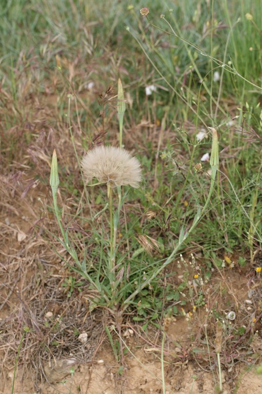 Barba de cabra -Tragopogon (Angiospesmas-Polygonaceae)