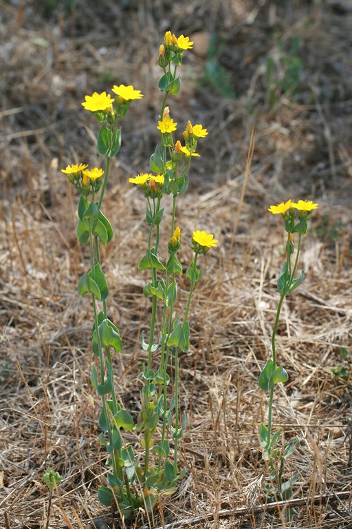 Blackstonia perfoliata – Gentianiaceae