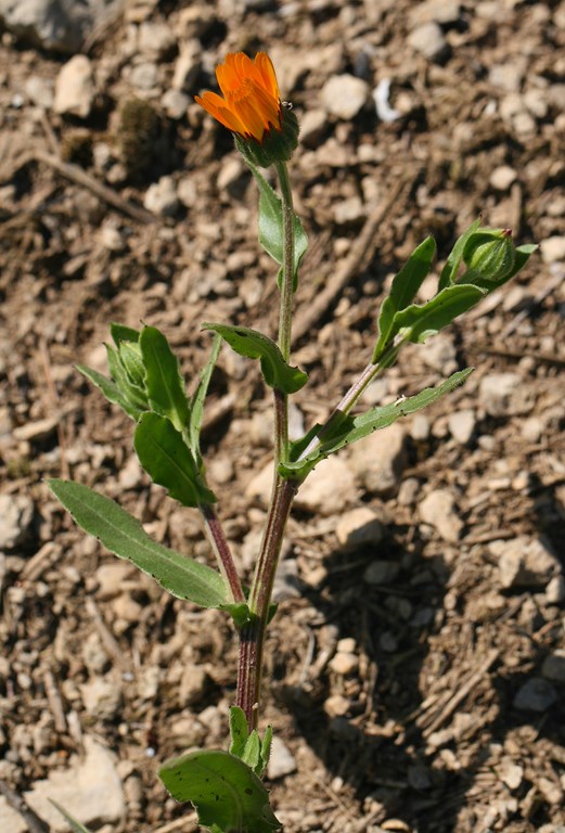 Caléndula silvestre - Calendula arvensis (L. 1763)  1819 - Boiss -  Batt - Asociación Gardatxo Elkartea