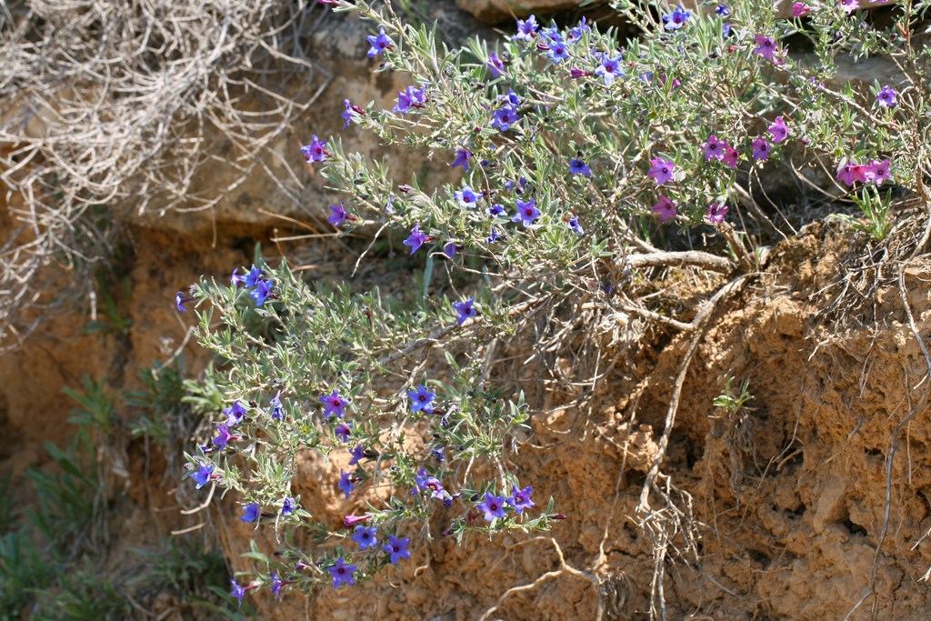 Carrasquilla arbustiva – Lithodora fruticosa (L.) Griseb.