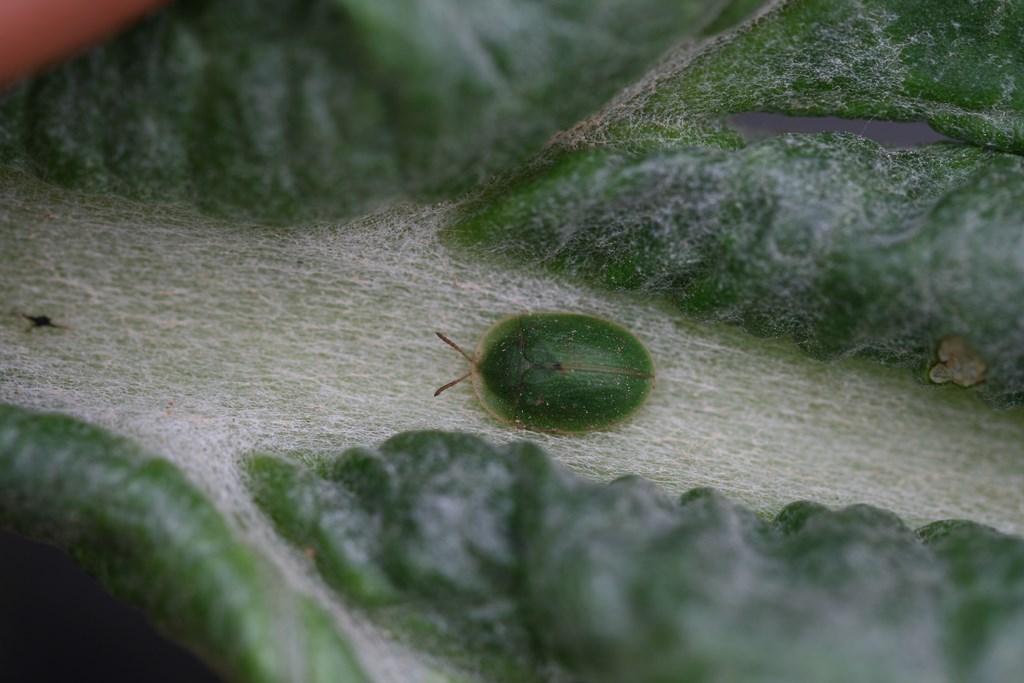 Chinche  Cásida verde de la alcachofa – Cassida defflorata (Suffrian 1844)