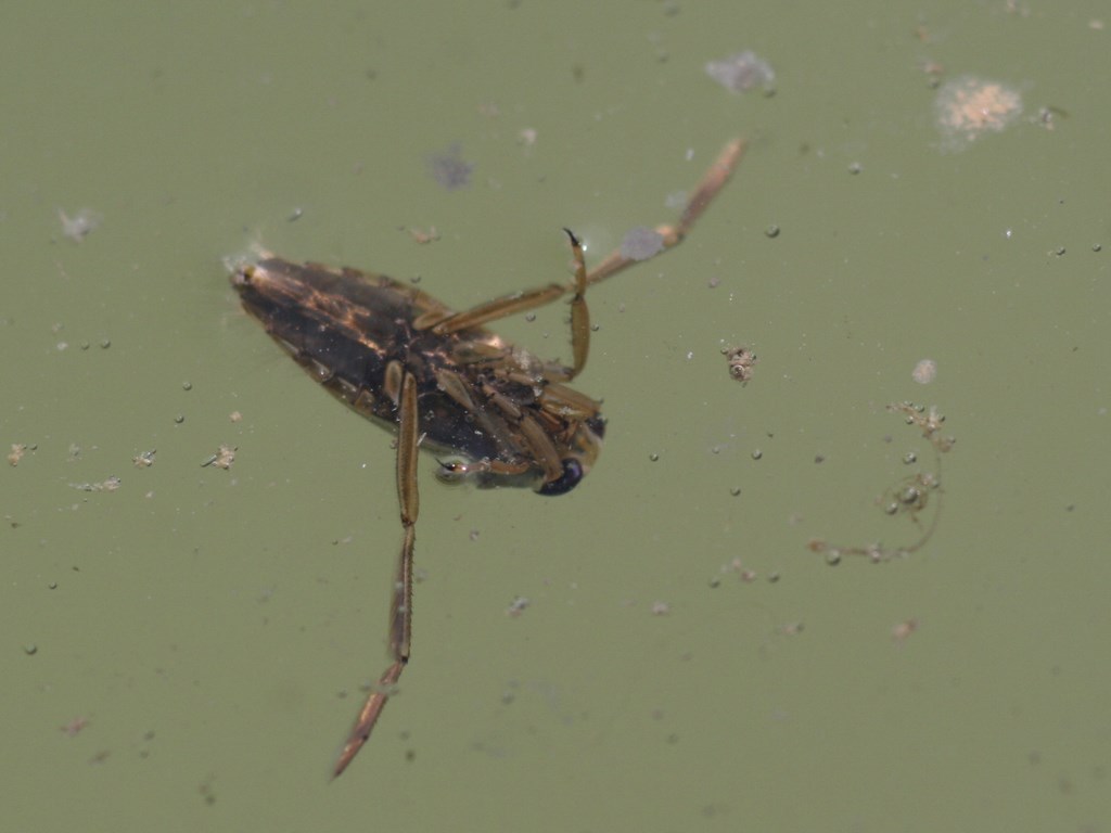Chinche de agua – Notonecta lutea -Hemiptera-