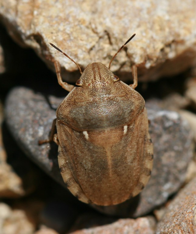 Chinche de las gramíneas – Eurygaster maura, (Linnaeus 1758) adulto