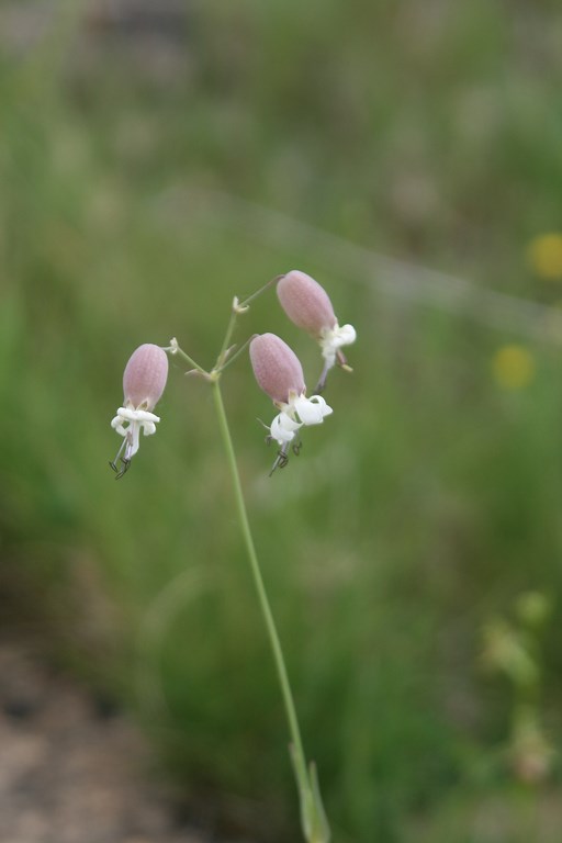 Collejas, colleja blanca – Silene vulgaris (Moench) Garcke – famil. cariofilaceas, flor de