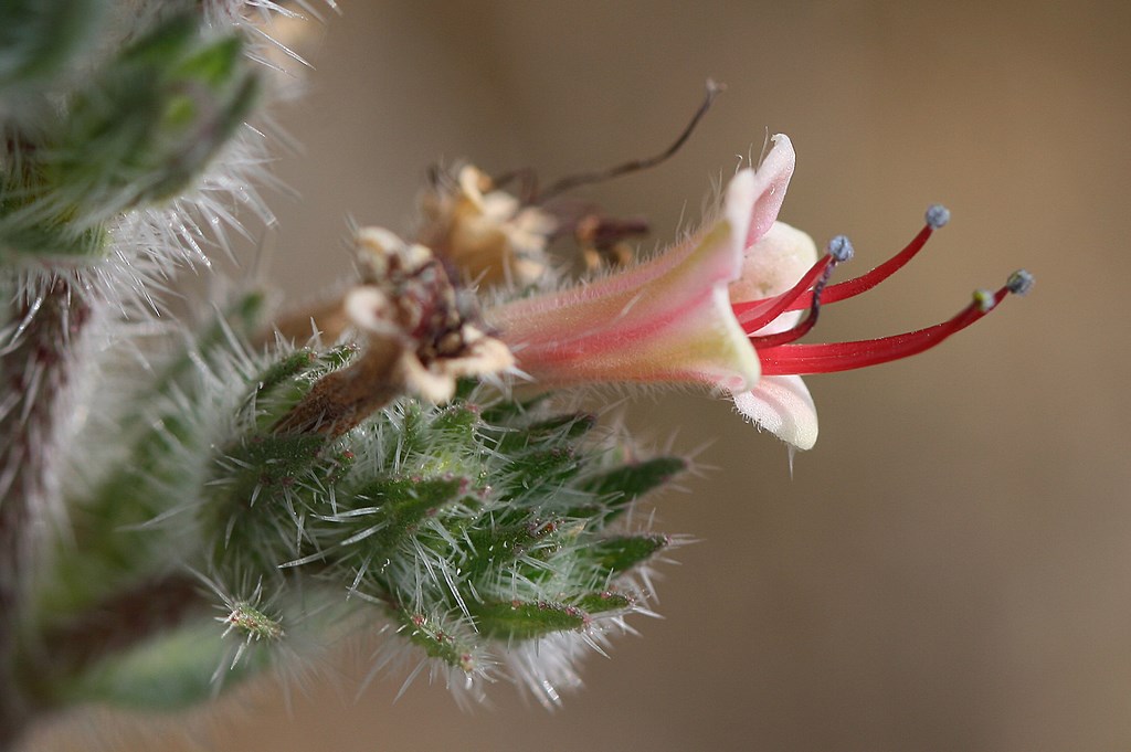 Echium asperrimum, flor de