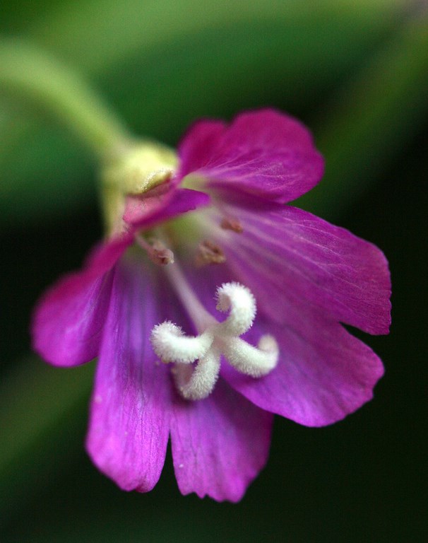 Epilobium hirsutum, Onagraceae,  Adelfilla pelosa, hierba de San Antonio, flor de