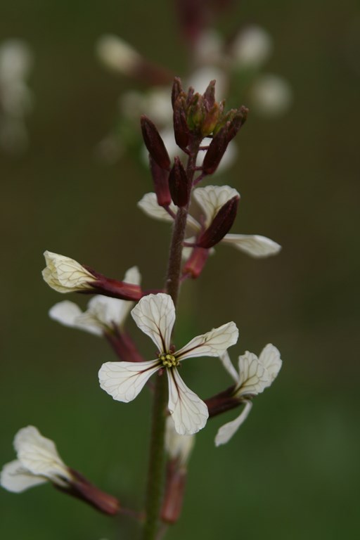Eruca vesicaria  (L.) Cav. – Familia Cruciferae, flor de