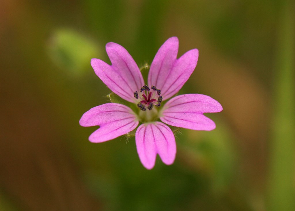 Geranio silvestre o de los caminos – Geranium molle L., flor de