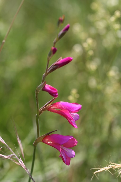 Gladiolus communis  – Iridaceae, flor de
