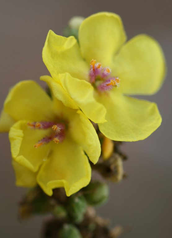 Gordolobo – Verbascum sinuayum L., flor de