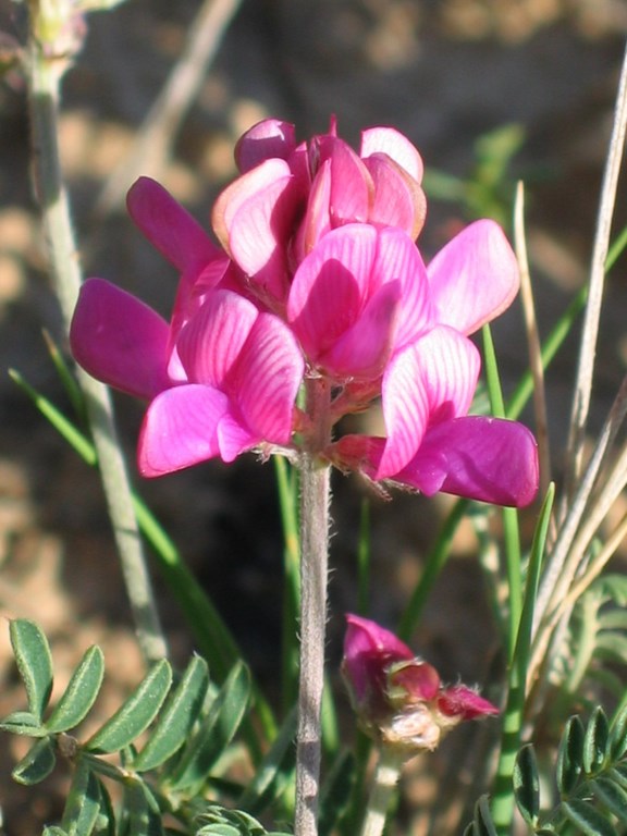 Hedysarum boveanum Bunge ex Basiner subsp. europeum – Guitt. & Kerguélen, Leguminaseae, flor de