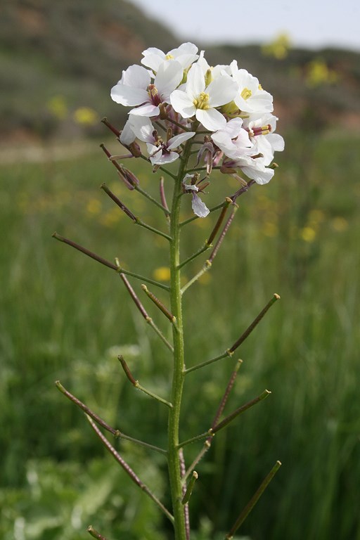 Lagina – Diplotaxis erucoides (L.) DC. subsp. erucoides, flor de
