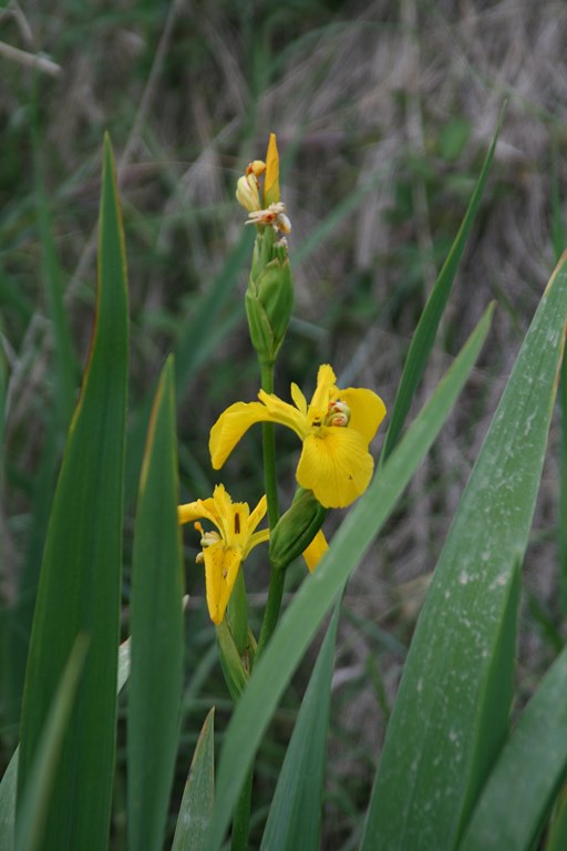 Lirio amarillo – Limniris pseudacorus (L.) Fuss (Iridaceae), flor de