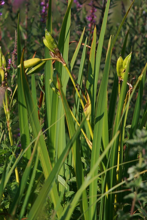 Lirio amarillo - Lirio de agua - Limnirris pseudacorus (L.) Fuss -  Iridaceae - Asociación Gardatxo Elkartea