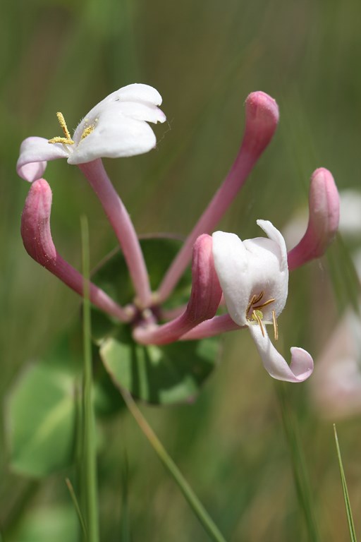Lonicera implexa  Aiton – Caprifoliaceae – Madreselva, flor de