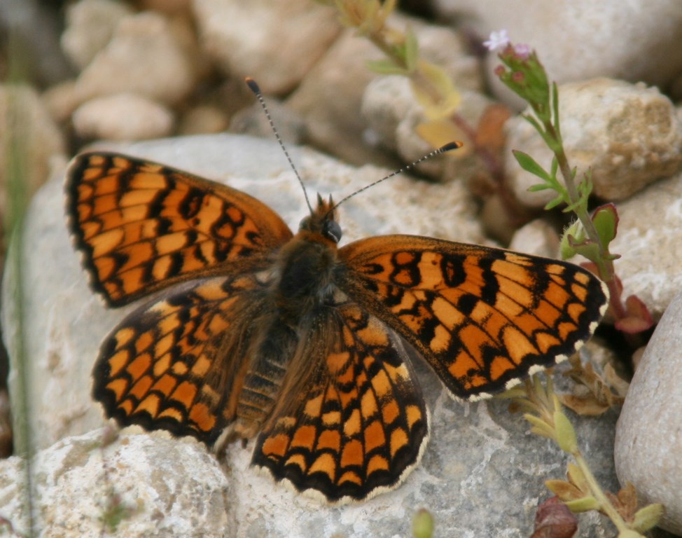 Mariposa Doncella del llantén – Melitatea cinxia
