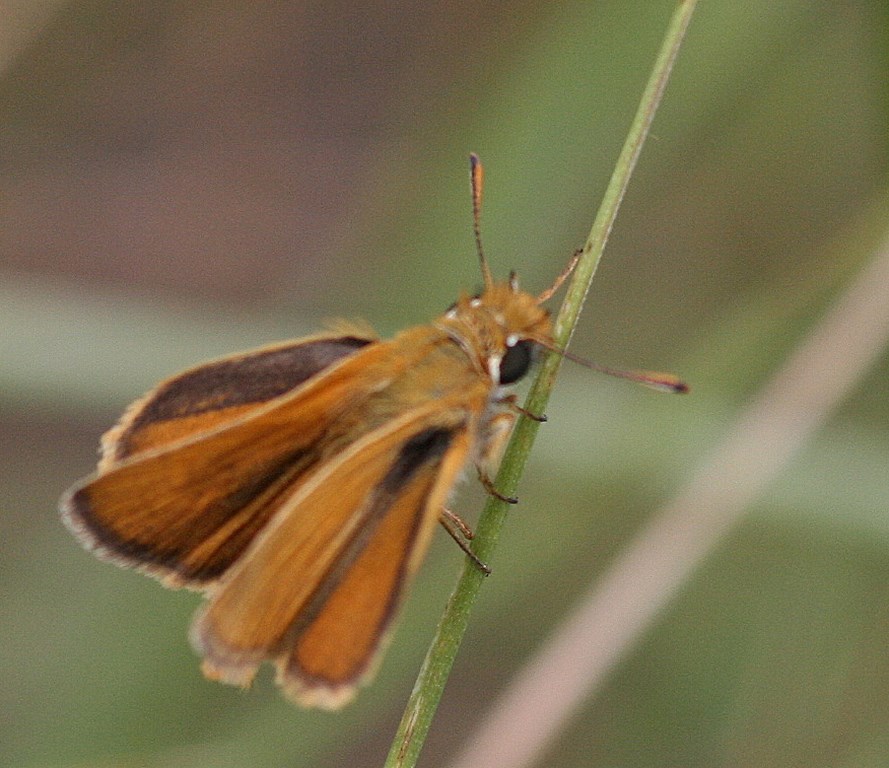 Mariposa Dorada Línea Larga – Adopaea Sylvestris PODA