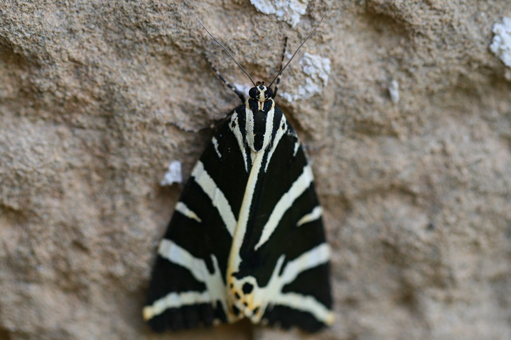 Mariposa Euplagia quadripunctaria (Poda 1761)